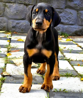 Foto №4. Ich werde verkaufen  in der Stadt Амстердам. züchter - preis - 398€