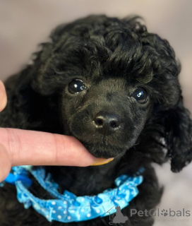 Foto №4. Ich werde verkaufen pudel (toy) in der Stadt Sombor. züchter - preis - 1000€