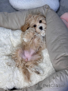 Foto №3. Zucht, die ich mit Leidenschaft mache. Amerikanisch-Samoa