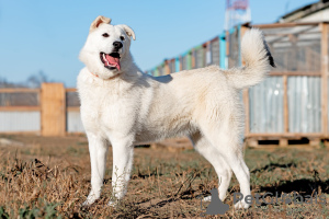 Foto №2 zu Ankündigung № 8302 zu verkaufen mischlingshund - einkaufen Russische Föderation aus dem tierheim