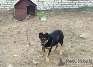 Foto №2 zu Ankündigung № 97904 zu verkaufen mischlingshund - einkaufen Weißrussland quotient 	ankündigung