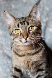 Foto №3. Ziemlich hübsches Unix. Weißrussland