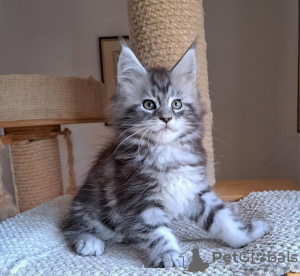 Foto №1. maine-coon-katze - zum Verkauf in der Stadt Sydney | Frei | Ankündigung № 131257