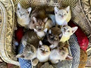 Foto №2 zu Ankündigung № 170894 zu verkaufen burma-katze - einkaufen Finnland quotient 	ankündigung, züchter