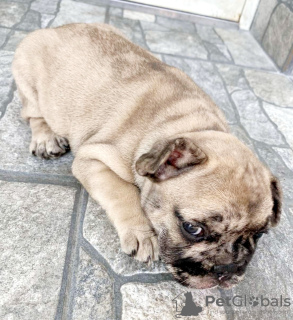 Foto №4. Ich werde verkaufen französische bulldogge in der Stadt Prokuplje. züchter - preis - verhandelt