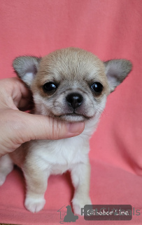 Foto №3. Chihuahua ist ein Walfangjunge. Russische Föderation