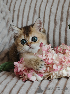 Foto №2 zu Ankündigung № 149357 zu verkaufen schottische faltohrkatze - einkaufen Russische Föderation vom kindergarten, züchter