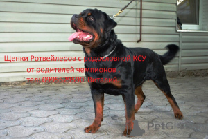 Foto №1. rottweiler - zum Verkauf in der Stadt Новая Каховка | 201€ | Ankündigung № 10251