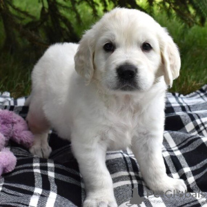 Foto №2 zu Ankündigung № 119703 zu verkaufen golden retriever - einkaufen Litauen quotient 	ankündigung