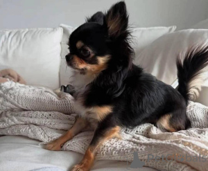 Foto №2 zu Ankündigung № 138790 zu verkaufen  - einkaufen USA züchter