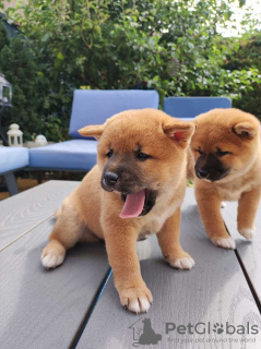 Foto №2 zu Ankündigung № 130602 zu verkaufen shiba - einkaufen Schweiz 