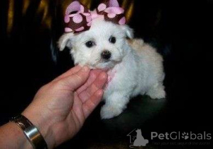 Foto №1. maltipu - zum Verkauf in der Stadt Warschau | verhandelt | Ankündigung № 163207