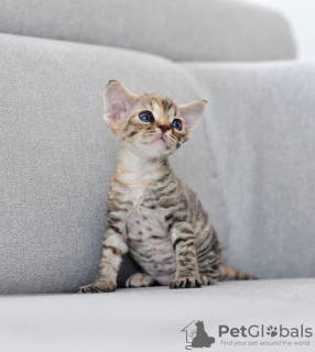 Foto №4. Ich werde verkaufen devon rex in der Stadt Vreden. züchter - preis - 1500€