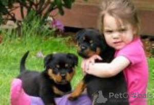 Foto №3. Rottweiler puppies for sale. Deutschland