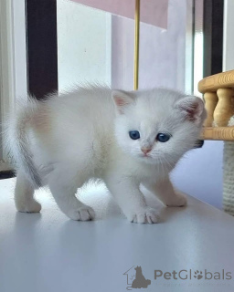 Foto №2 zu Ankündigung № 162856 zu verkaufen schottische faltohrkatze - einkaufen Frankreich 