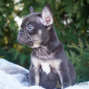 Foto №2 zu Ankündigung № 166550 zu verkaufen französische bulldogge - einkaufen Deutschland züchter