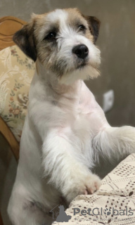 Foto №4. Ich werde verkaufen jack russell terrier in der Stadt Belgrad.  - preis - verhandelt