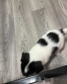 Foto №1. jack russell terrier - zum Verkauf in der Stadt Anderlecht | 400€ | Ankündigung № 172189