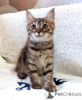 Foto №1.  - zum Verkauf in der Stadt Moskova | Frei | Ankündigung № 158290