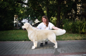 Foto №4. Ich werde verkaufen mischlingshund in der Stadt Woronesch. vom kindergarten - preis - verhandelt