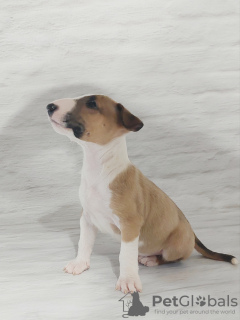Foto №3. Bullterrier-Miniaturwelpen. Polen