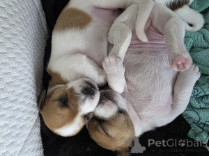 Foto №2 zu Ankündigung № 164575 zu verkaufen jack russell terrier - einkaufen Israel quotient 	ankündigung