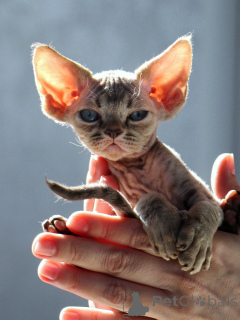 Foto №2 zu Ankündigung № 171373 zu verkaufen devon rex - einkaufen Polen quotient 	ankündigung