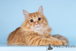 Foto №2 zu Ankündigung № 161754 zu verkaufen  - einkaufen Russische Föderation aus dem tierheim