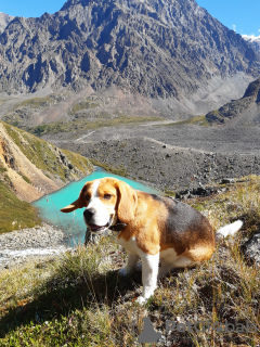 Foto №3. Beagle stricken in Russische Föderation. Ankündigung № 7922