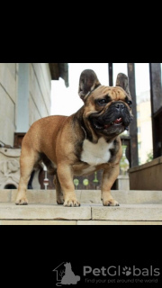 Foto №4. Ich werde verkaufen französische bulldogge in der Stadt Kiew. quotient 	ankündigung - preis - 297€