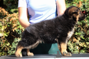 Foto №1. deutscher schäferhund - zum Verkauf in der Stadt Taganrog | 739€ | Ankündigung № 121535