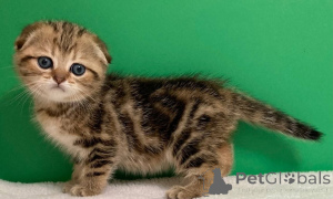 Foto №2 zu Ankündigung № 156689 zu verkaufen ragdoll-katze - einkaufen Weißrussland 