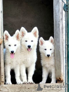 Foto №1. berger blanc suisse - zum Verkauf in der Stadt Belgrad | verhandelt | Ankündigung № 114524