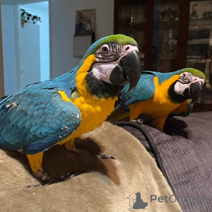 Foto №1.  - zum Verkauf in der Stadt Arizona | Frei | Ankündigung № 164220