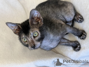 Foto №1. sphynx cat - zum Verkauf in der Stadt St. Petersburg | 924€ | Ankündigung № 36982