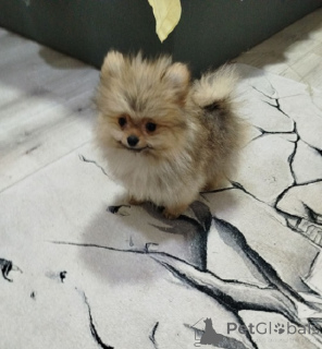 Foto №3. Wunderschöne Bo-Teddybären. Serbien