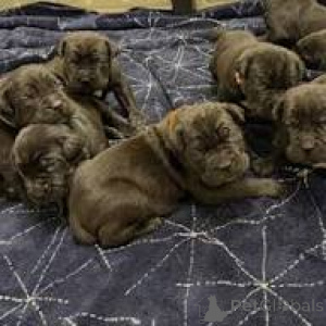 Foto №3. Entzückende Cane Corso Chiots zum Verkauf. Frankreich