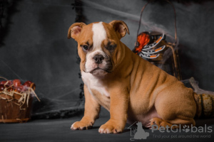 Zusätzliche Fotos: Englische Bulldoggenwelpen mit FCI-Dokumenten