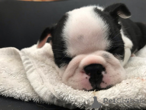 Foto №4. Ich werde verkaufen boston terrier in der Stadt Husden-Solder. quotient 	ankündigung, züchter - preis - 600€
