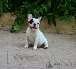 Foto №2 zu Ankündigung № 168778 zu verkaufen französische bulldogge - einkaufen Australien 