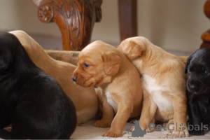 Foto №2 zu Ankündigung № 164863 zu verkaufen english cocker spaniel - einkaufen Belgien quotient 	ankündigung, züchter