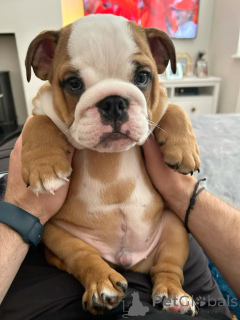 Foto №3. Englische Bulldoggenwelpen bereiten sich darauf vor, ihr dauerhaftes Zuhause zu. Irland