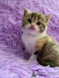 Foto №2 zu Ankündigung № 161692 zu verkaufen  - einkaufen Dänemark 