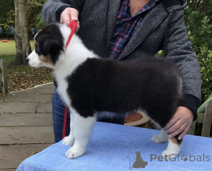 Foto №1. australian shepherd - zum Verkauf in der Stadt Flensburg | 400€ | Ankündigung № 149048