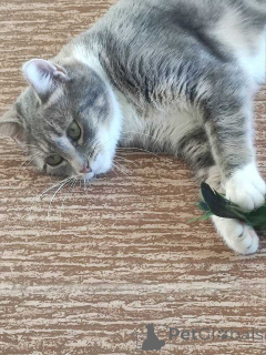 Foto №4. Ich werde verkaufen  in der Stadt St. Petersburg. quotient 	ankündigung - preis - Frei