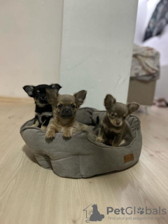 Zusätzliche Fotos: Verkaufe drei Chihuahua-Jungen mit offiziellen Papieren und geimpft