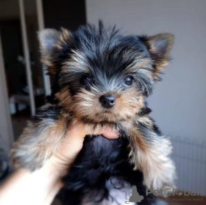 Foto №4. Ich werde verkaufen yorkshire terrier in der Stadt Hannover. quotient 	ankündigung - preis - 265€