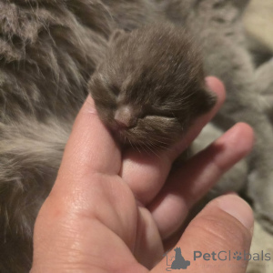 Foto №4. Ich werde verkaufen britisch kurzhaar in der Stadt Berlin. quotient 	ankündigung, aus dem tierheim - preis - 550€