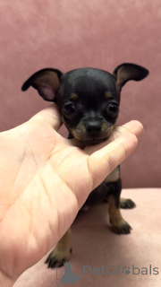 Foto №3. Welpen dieses Terriers. Georgien