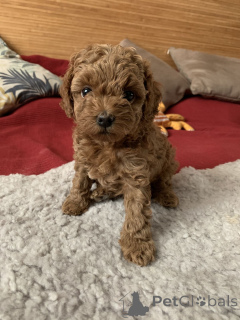 Foto №1. mischlingshund - zum Verkauf in der Stadt Aizlenten | 350€ | Ankündigung № 166806